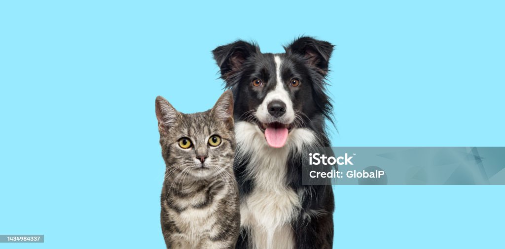 MASCOTAS